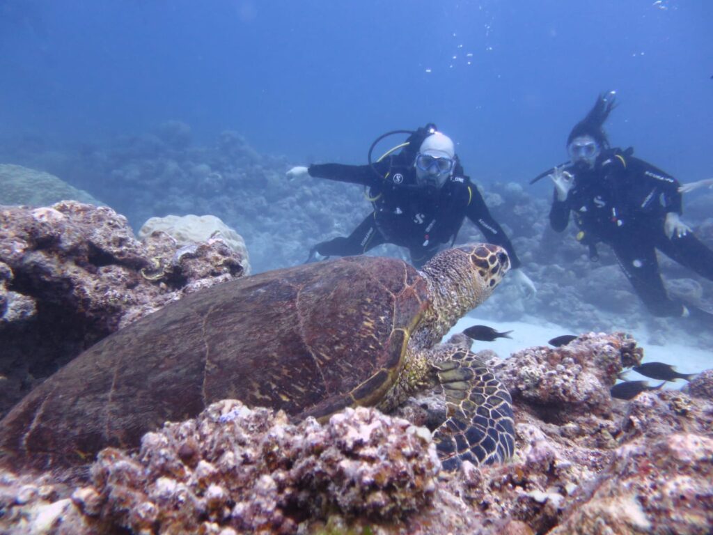 About Mauritius Dive Adventures